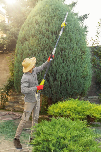 The Steps Involved in Our Tree Care Process in Five Corners, WA